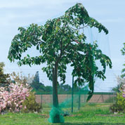 Filet anti oiseaux pour arbres fruitiers - 5x10 m